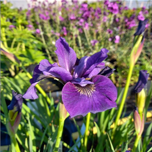 Iris Sibirica 'Ruffled Plus'